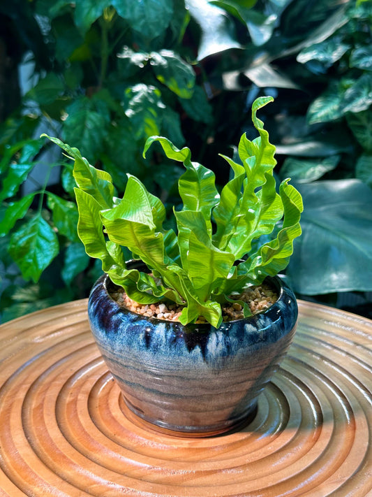 Asplenium Crispy Wave Fern in Blue Designer Pot
