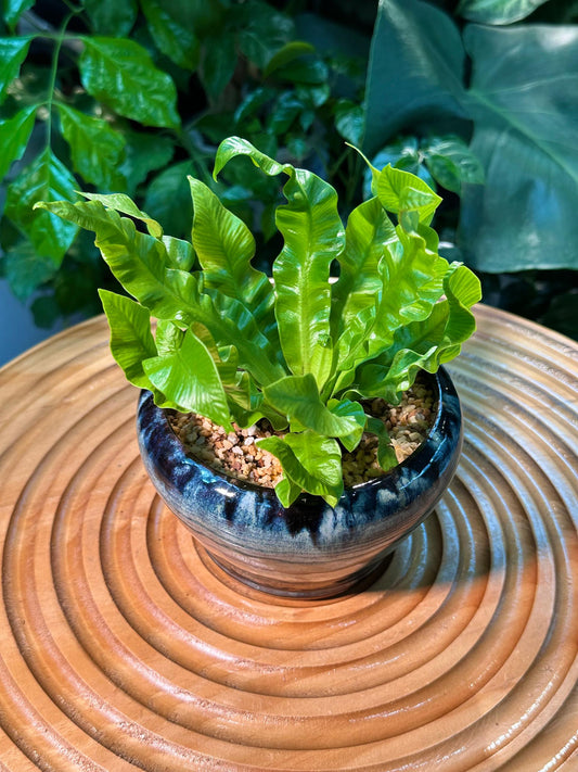 Asplenium Crispy Wave Fern in Blue Designer Pot