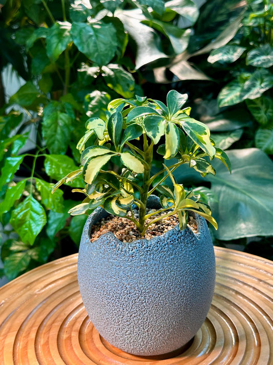 Schefflera Arboricola Variegated in Blue Matte Designer Pot (aka Umbrella Plant)