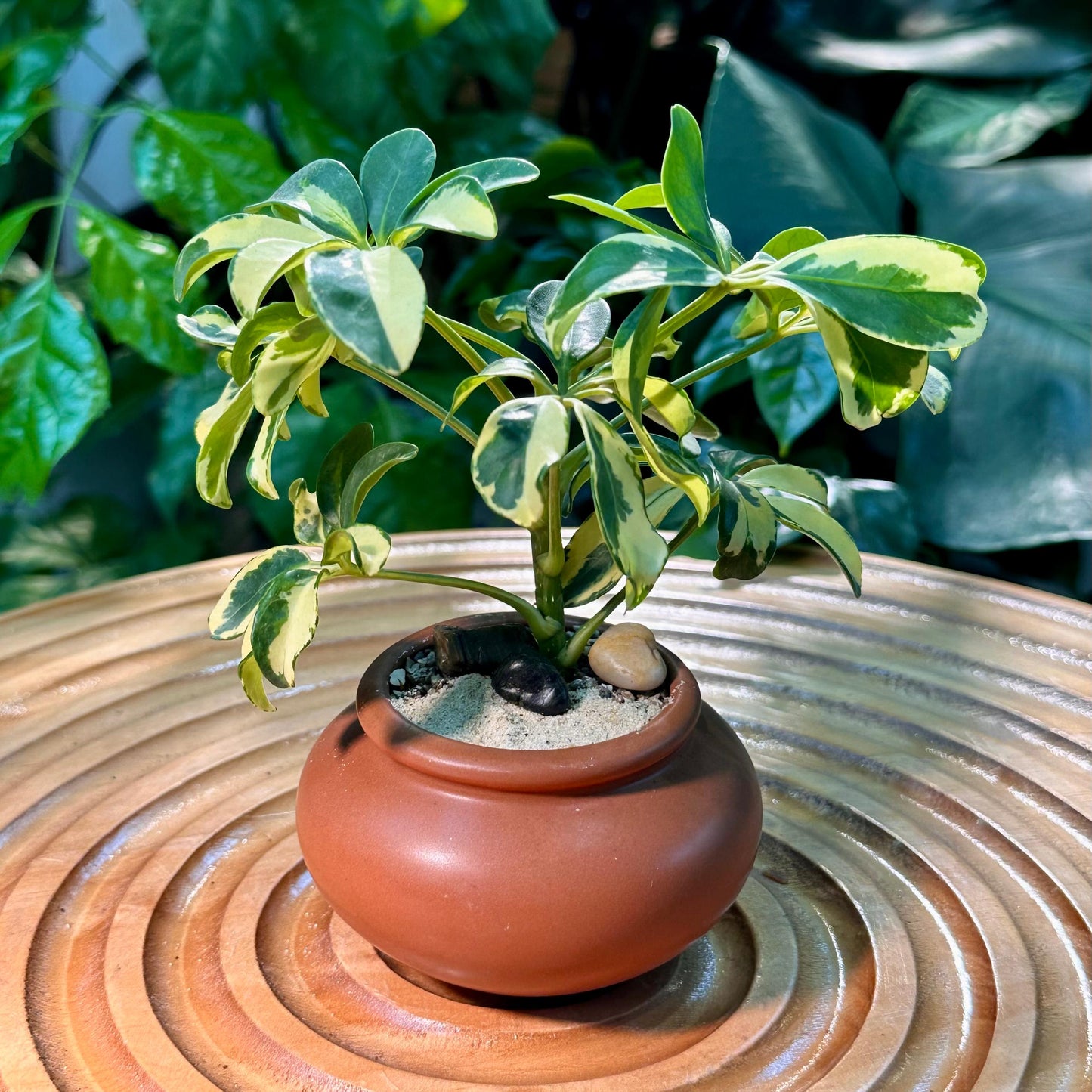 Schefflera Arboricola Variegated in Brown Designer Pot (aka Umbrella Plant)