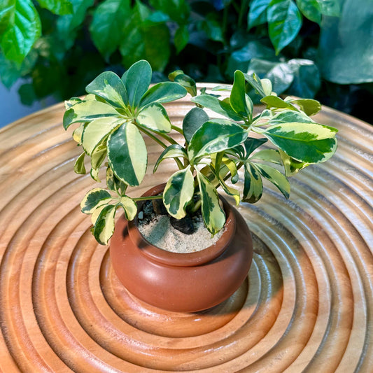 Schefflera Arboricola Variegated in Brown Designer Pot (aka Umbrella Plant)