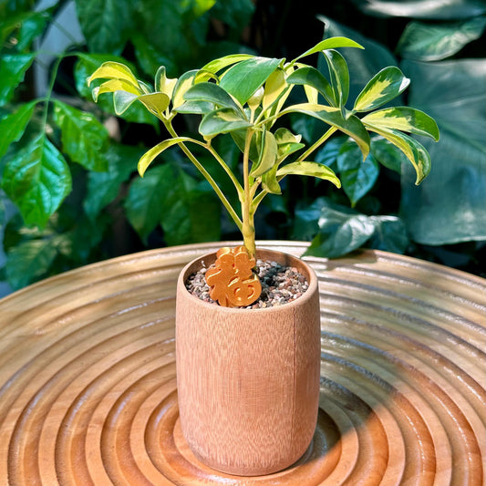 Schefflera Arboricola Variegated in Brown Designer Pot (aka Umbrella Plant)