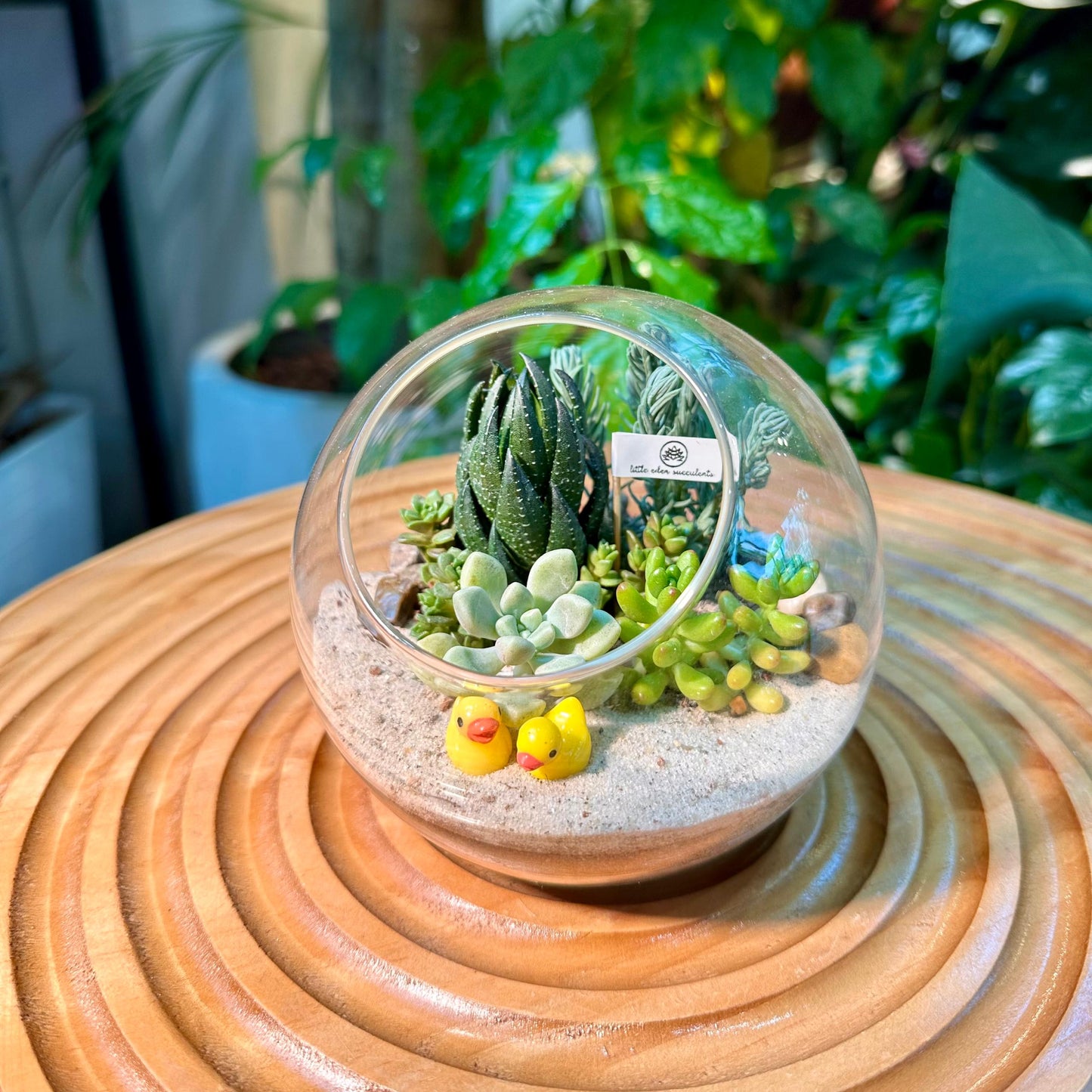 Round Glass Succulent Terrarium (L)