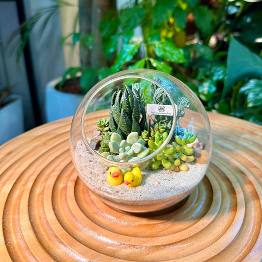 Succulent Arrangement in Round Glass (L)