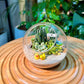 Round Glass Succulent Terrarium (L)