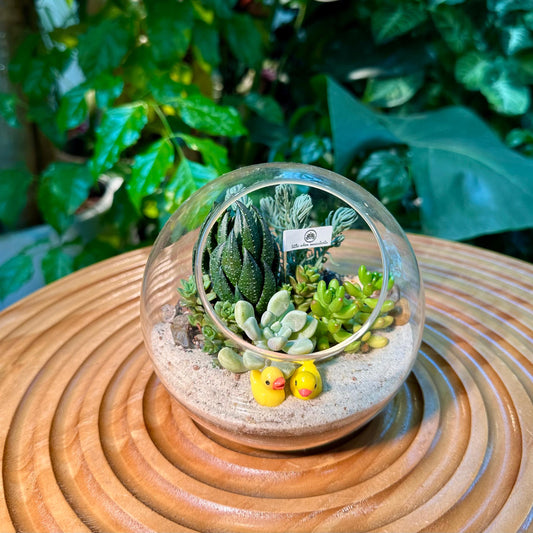 Round Glass Succulent Terrarium (L) DIY Kit