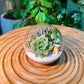 Round Glass Succulent Terrarium (M)