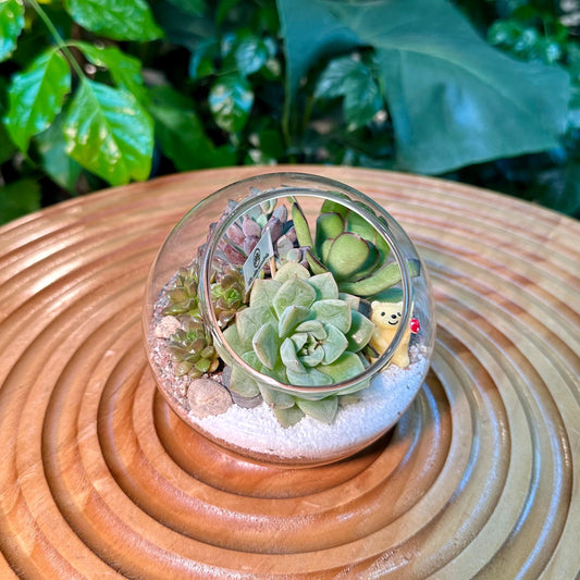 Round Glass Succulent Terrarium (M)