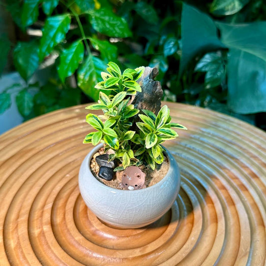 Buxus Sempervirens Bonsai in Grey Deisgner Pot