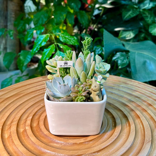 Succulent Arrangement in White Designer Pot