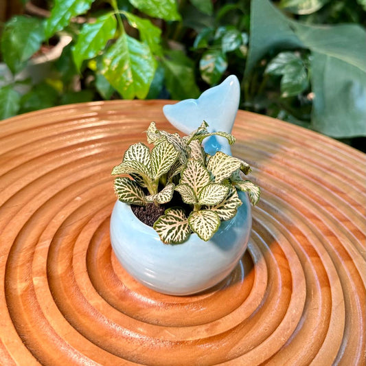 Fittonia in Blue Designer Pot