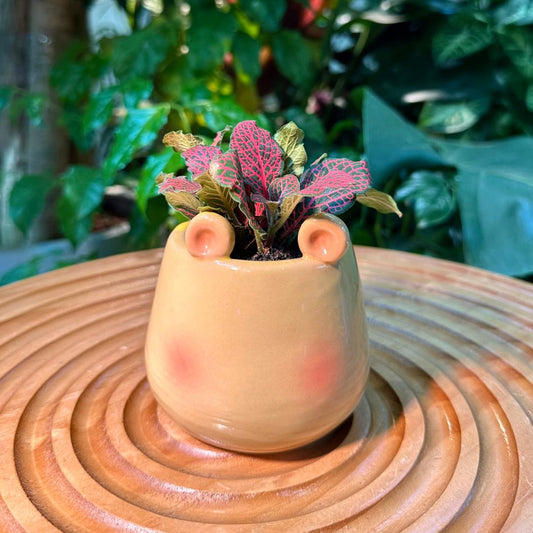 Fittonia in Adorable Designer Pot