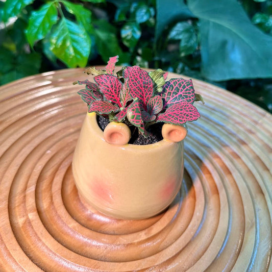 Fittonia in Adorable Designer Pot