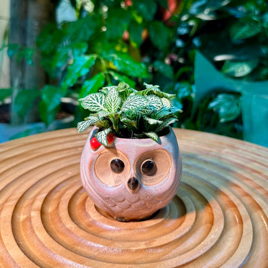 Fittonia in Adorable Designer Pot