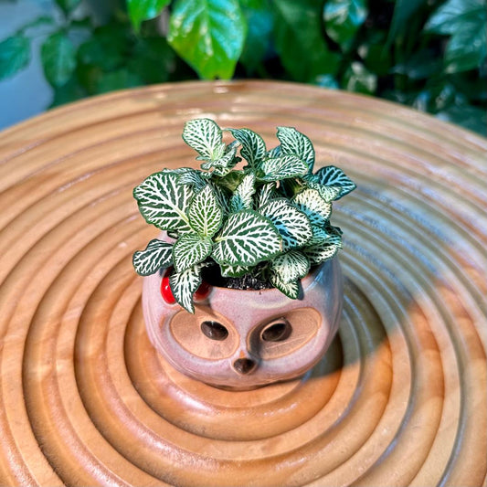 Fittonia in Adorable Designer Pot
