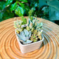 Succulent Arrangement in White Designer Pot