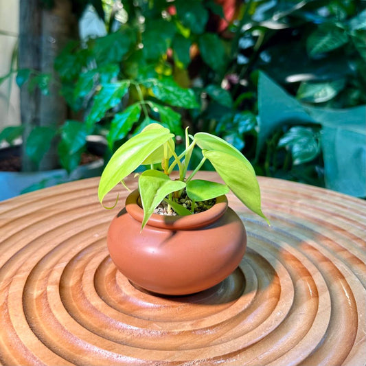 Neon Pothos in Brown Designer Pot aka Money Plant