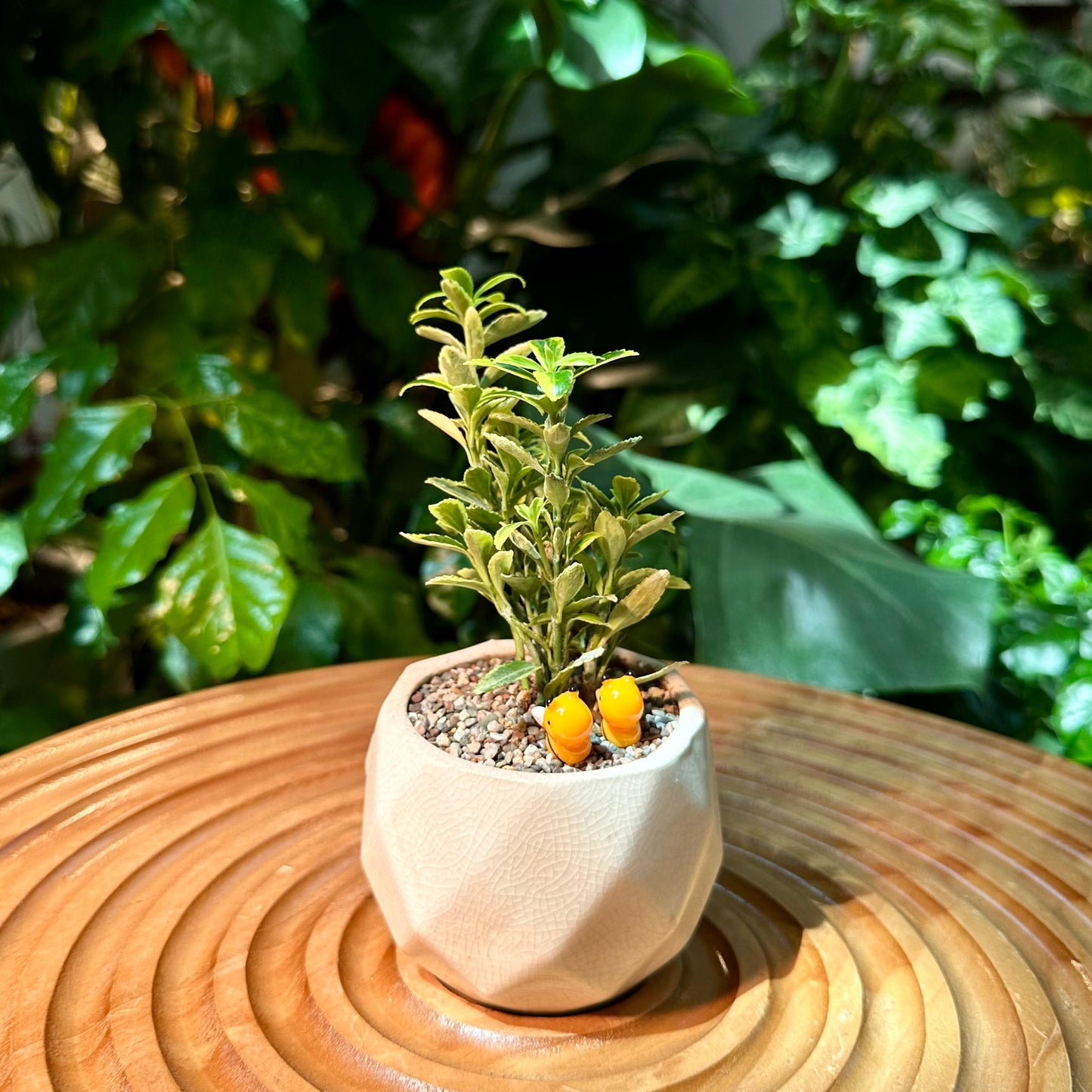 Buxus Sempervirens Bonsai in White Deisgner Pot