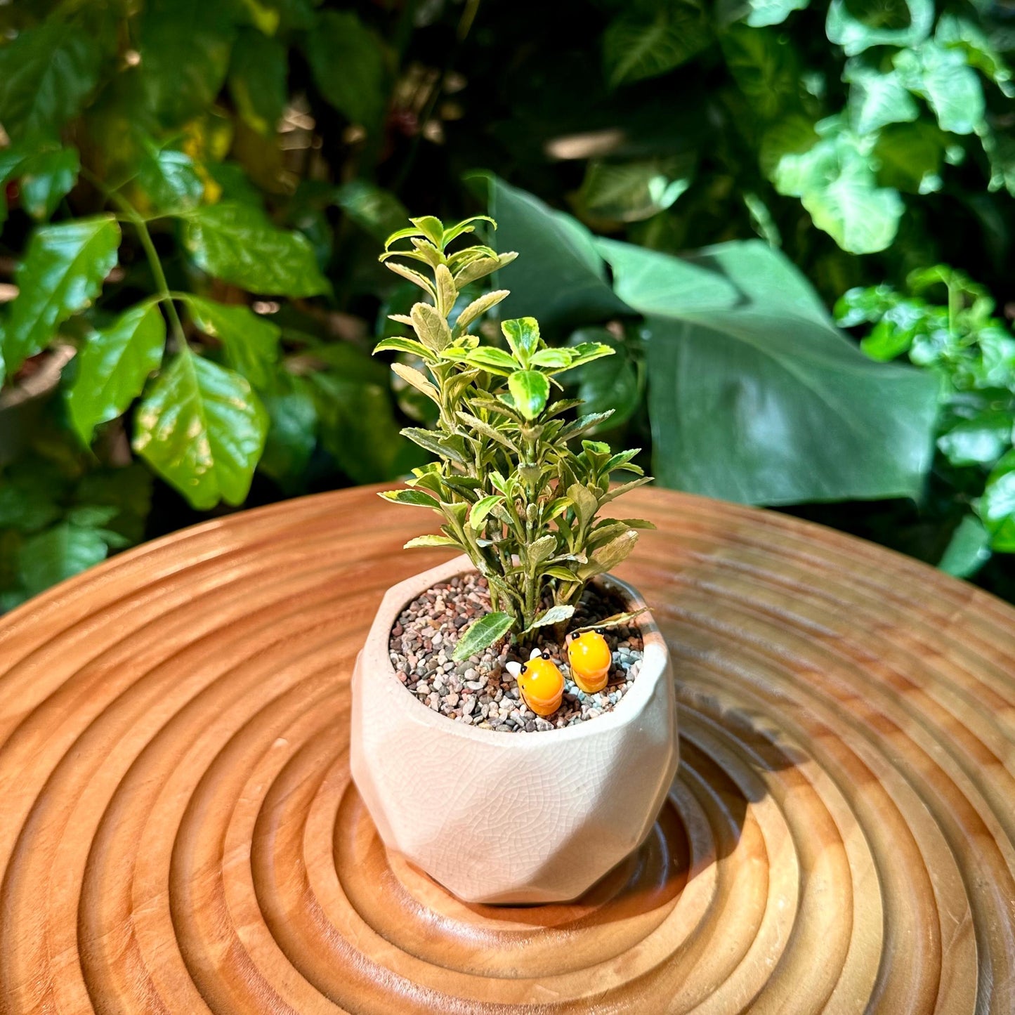 Buxus Sempervirens Bonsai in White Deisgner Pot