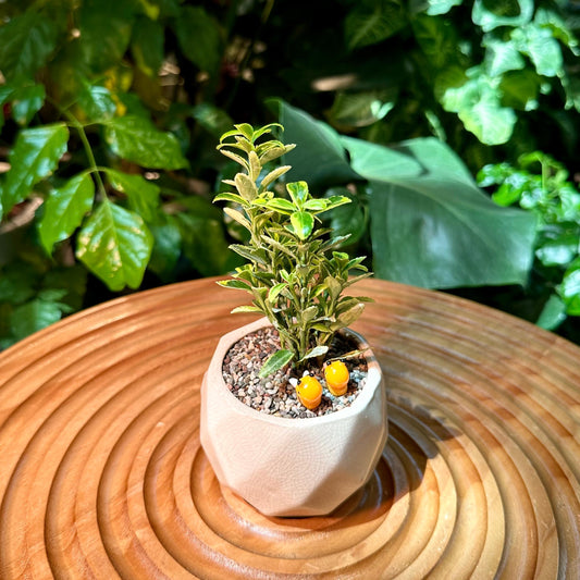 Buxus Sempervirens Bonsai in White Deisgner Pot