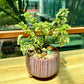 Euphorbia in Brown Designer Pot aka little bird flower