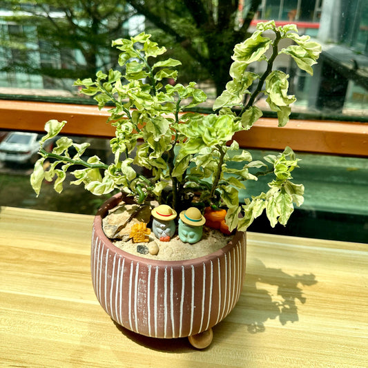 Euphorbia in Brown Designer Pot aka little bird flower