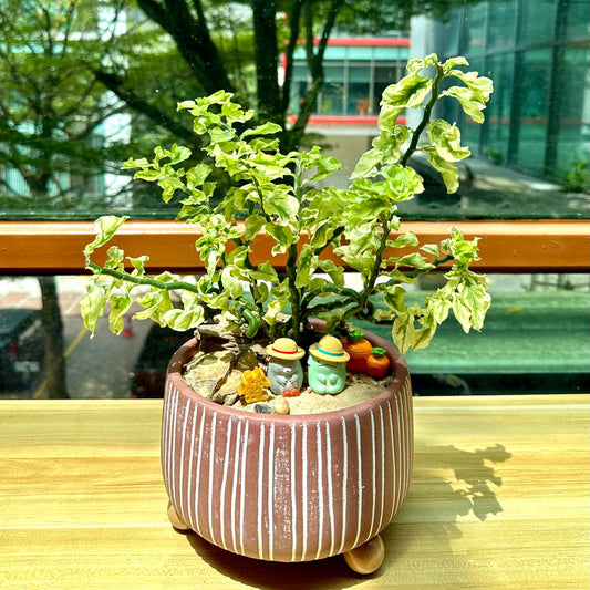 Euphorbia in Brown Designer Pot aka little bird flower