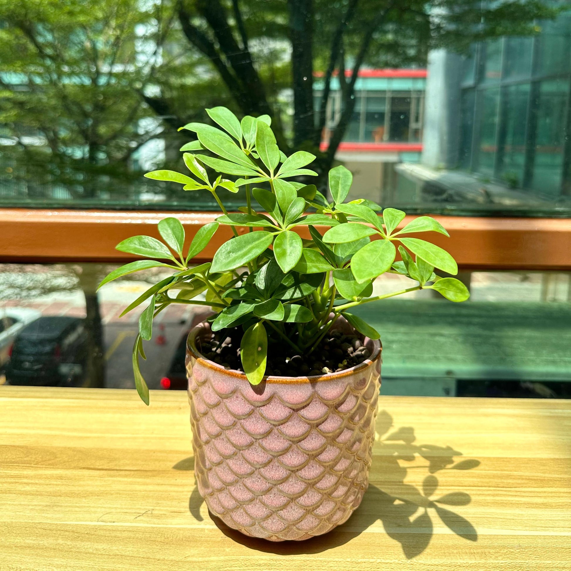 umbrella plant in pot Schefflera in Pink Designer Pot(aka umbrella plant)