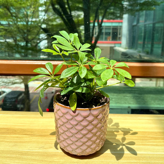 Schefflera in Pink Designer Pot(aka umbrella plant)