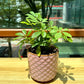 Schefflera in Pink Designer Pot(aka umbrella plant)