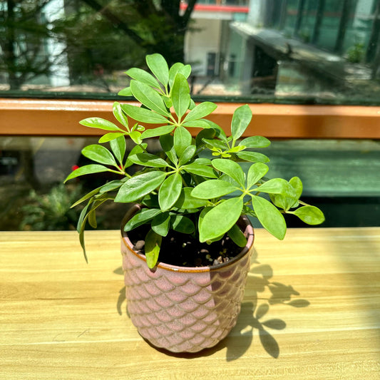 Schefflera in Pink Designer Pot(aka umbrella plant)