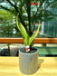 Sansevieria in Grey Designer Pot(aka snake plant)