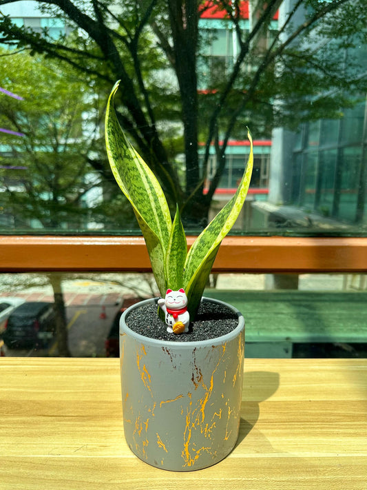 Sansevieria in Grey Designer Pot(aka snake plant)