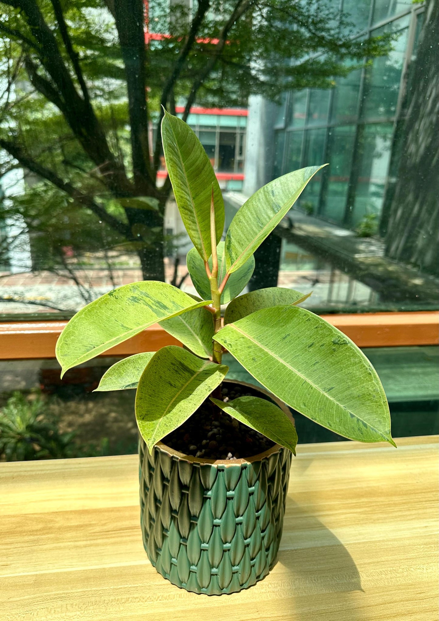 Ficus Shivereana in Green Designer Pot