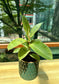 Ficus Shivereana in Green Designer Pot