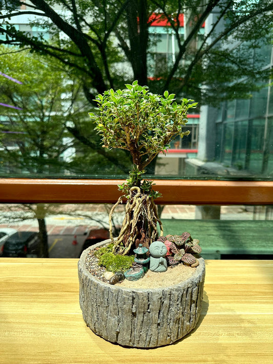 Serissa Ginseng Bonsai in Tree Stump Designer Pot