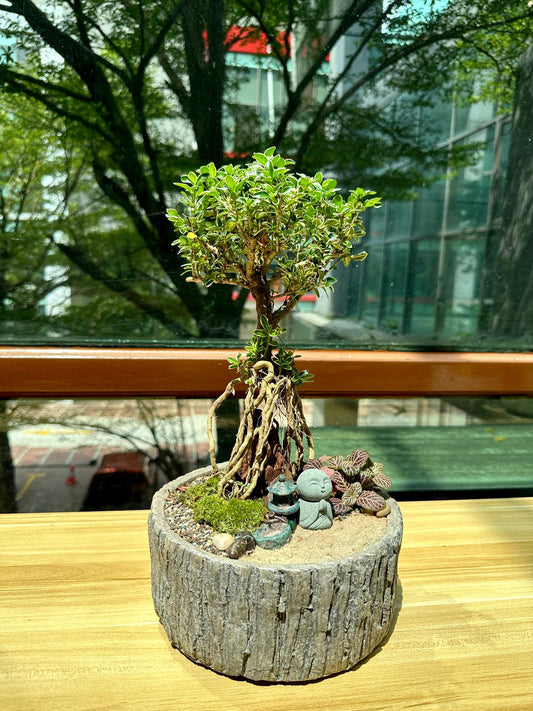 Serissa Ginseng Bonsai in Tree Stump Designer Pot