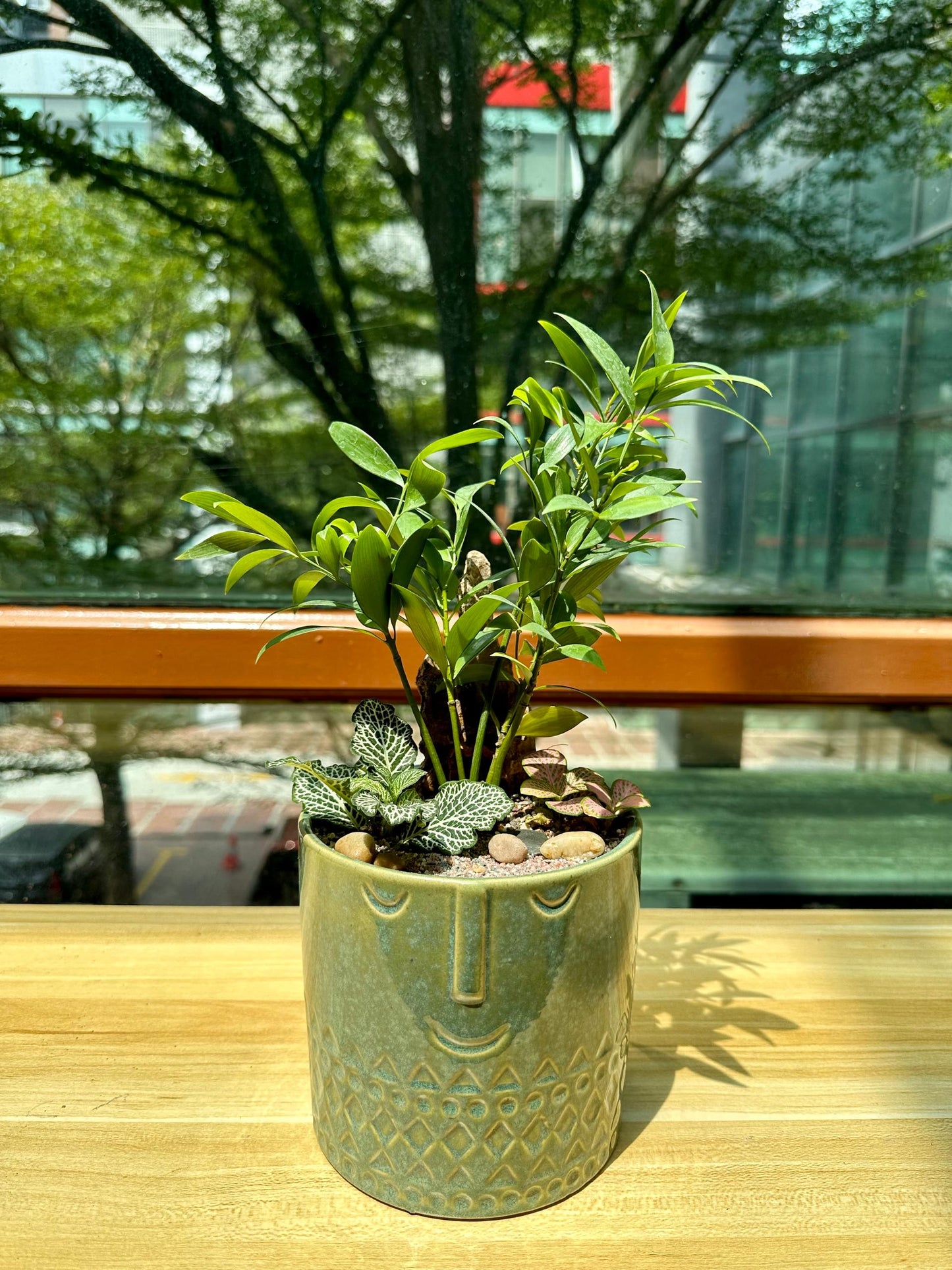 Podocarpus Nagi and Fittonia Arrangement in Green Designer Pot