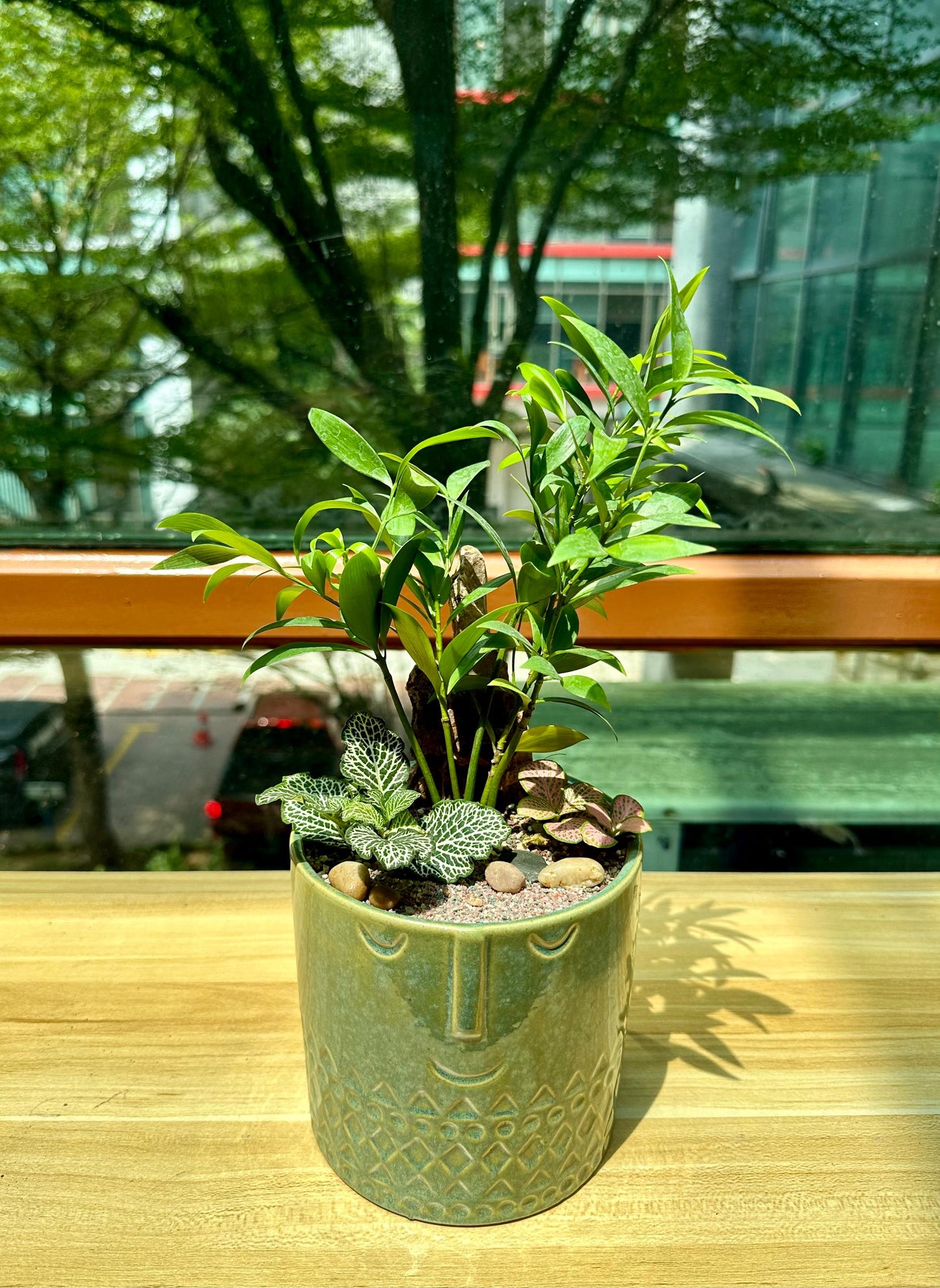 Podocarpus Nagi and Fittonia Arrangement in Green Designer Pot