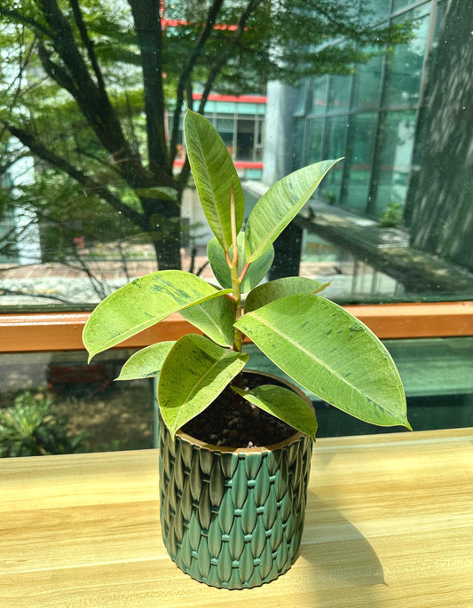 Ficus Shivereana in Green Designer Pot