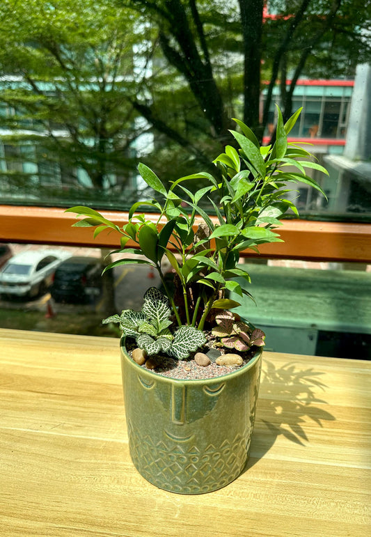Podocarpus Nagi and Fittonia Arrangement in Green Designer Pot