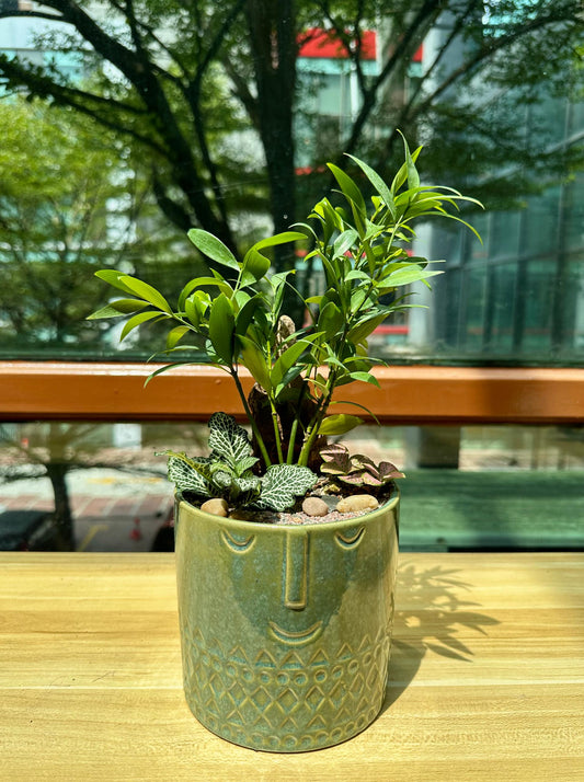 Podocarpus Nagi and Fittonia Arrangement in Green Designer Pot