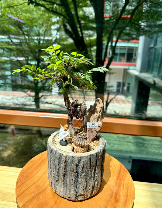 Bonsai Ulmus Pumila in Tree Stump Deisgner Pot
