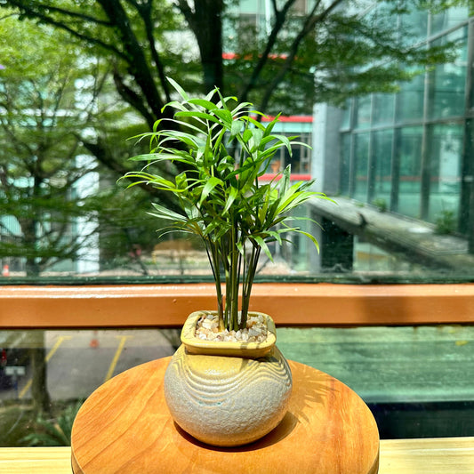 Chamaedorea Elegans Mart in Matte Designer Pot(aka Good Luck Pulm)