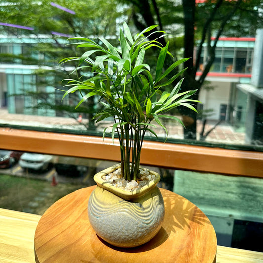 Chamaedorea Elegans Mart in Matte Designer Pot(aka Good Luck Pulm)