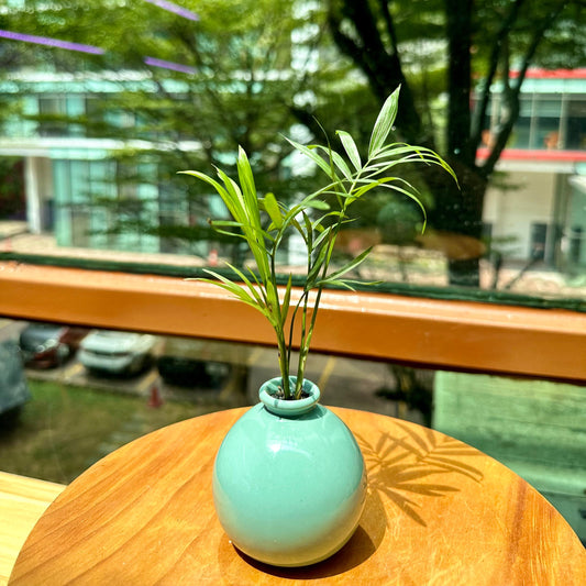 Chamaedorea Elegans Mart in Blue Designer Pot(aka Good Luck Pulm)