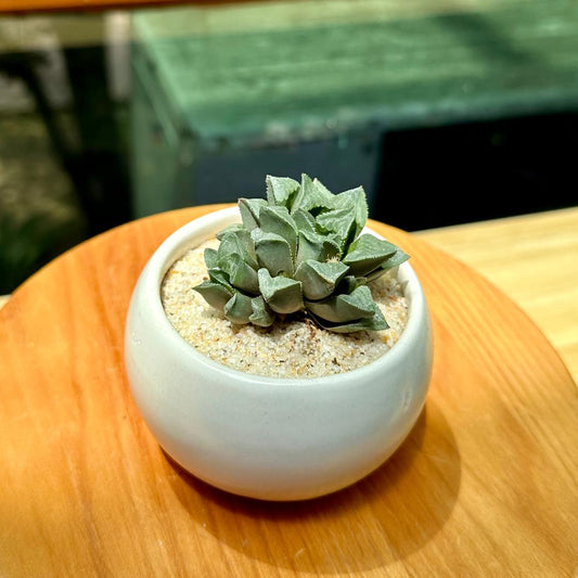 Haworthia in Grey Matte Designer Pot