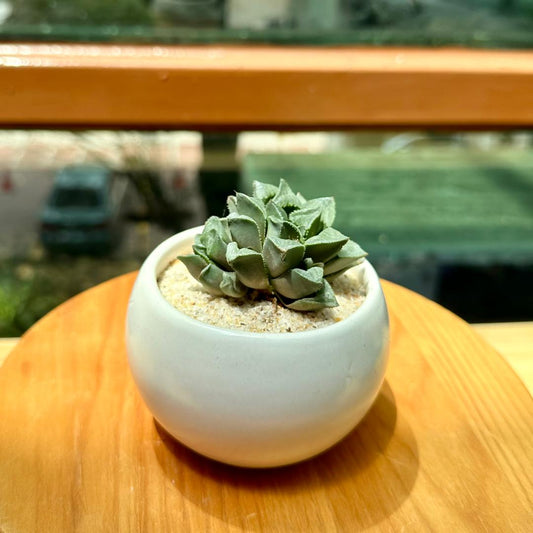 Haworthia in Grey Matte Designer Pot