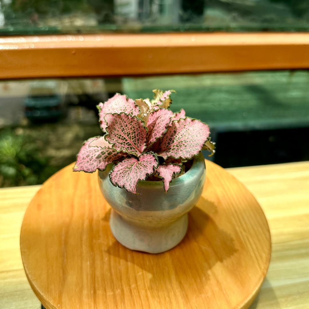 Pink Fittonia in Blue Designer Pot