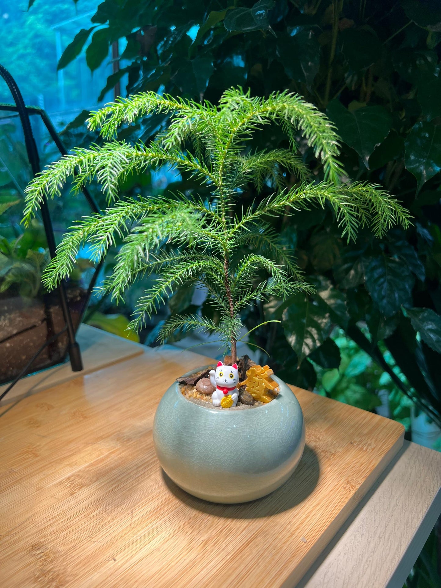 Zen Bonsai Arrangement with Maneki-Neko